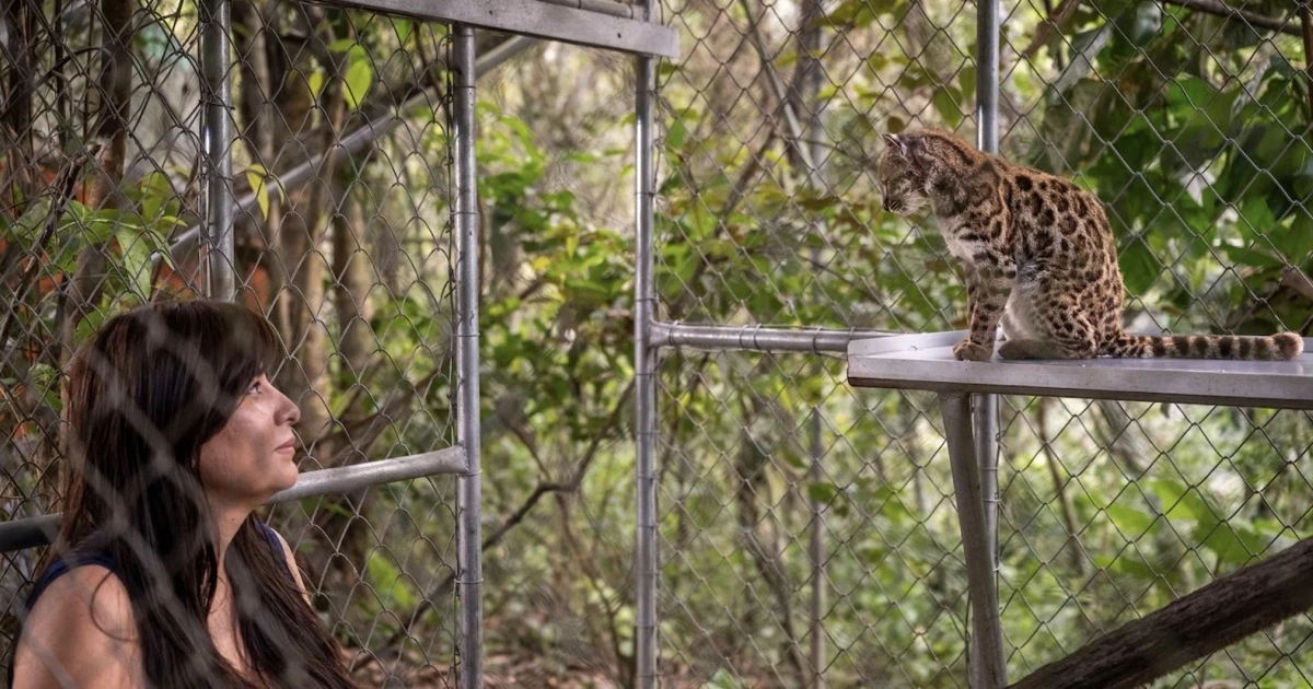 Невелика плямиста кішка Leopardus tilcayo з лісів Юнгас у Болівії